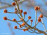 First Buds Of Spring_P1040674